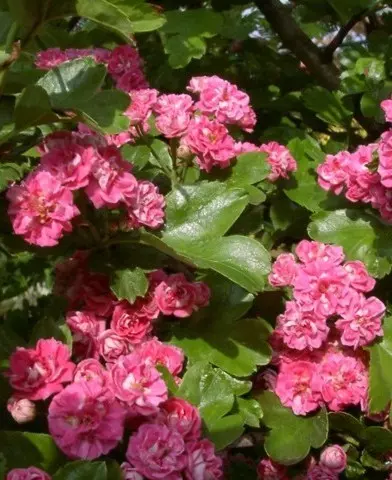  Crataegus laevigata ’Paul’s Scarlet’ - Pirosvirágú galagonya