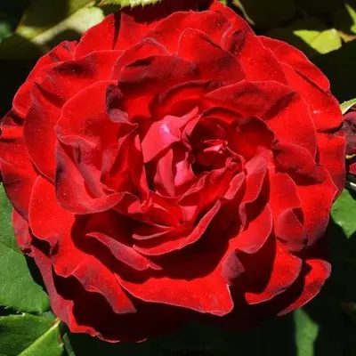 Dame de Coeur magastörzsű rózsa
