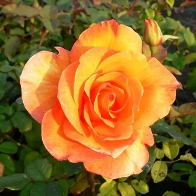 Doris Tysterman magastörzsű rózsa