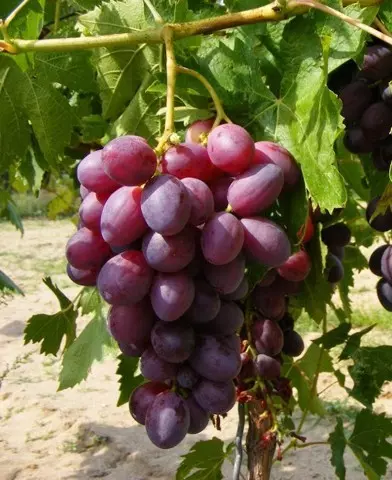 Dunavszka Lazúr (Dunav) csemegeszőlő oltvány