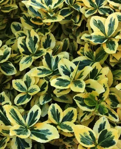 Euonymus fortunei ’Emerald’n Gold’ - Kúszó kecskerágó