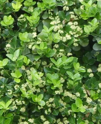 Euonymus japonicus - Japán kecskerágó