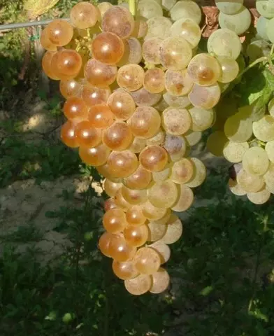 Fehér saszla (Chasselas blanc) csemegeszőlő oltvány