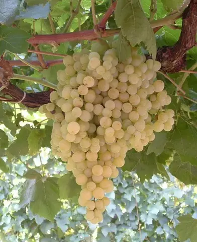 Fehér szultán magnélküli szőlő oltvány