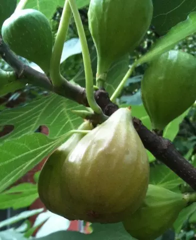 Ficus carica ’Desert King’- Sárga termésű fügefa