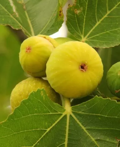 Ficus carica ’Pedro’ - Sárga termésű fügefa