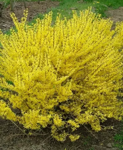 Forsythia x intermedia ’Lynwood’ - Aranyvessző