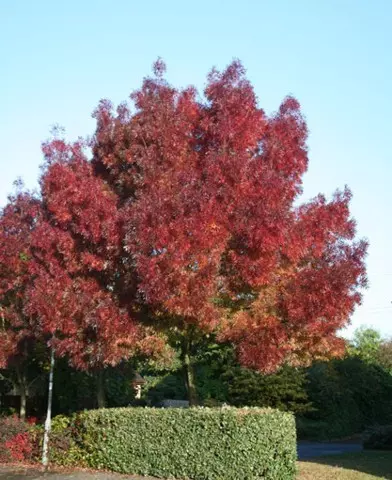 Fraxinus angustifolia ’Raywood’ - Magyar kőris