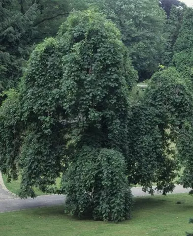 Fraxinus excelsior ’Pendula’ - Szomorú kőris