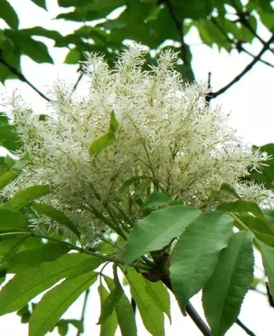 Fraxinus ornus - Virágos kőris