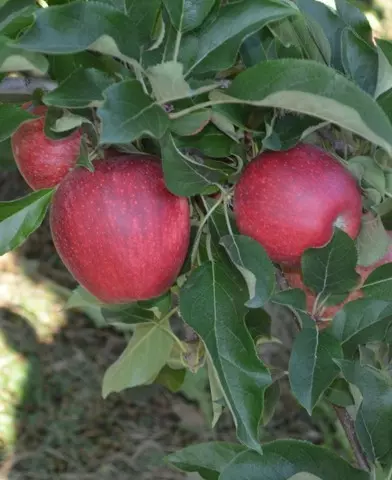 Gala Venus Fengal almafa