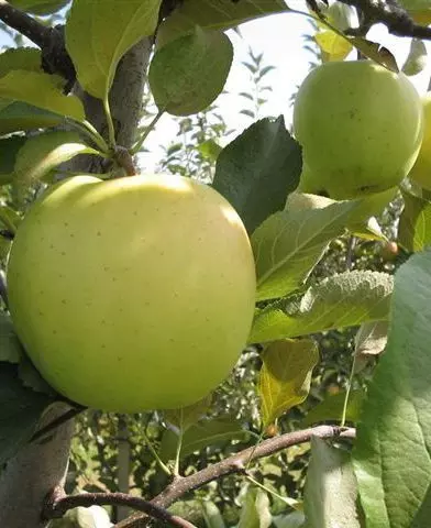 Golden Delicious almafa