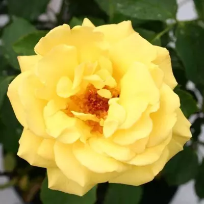Goldstern magastörzsű rózsa