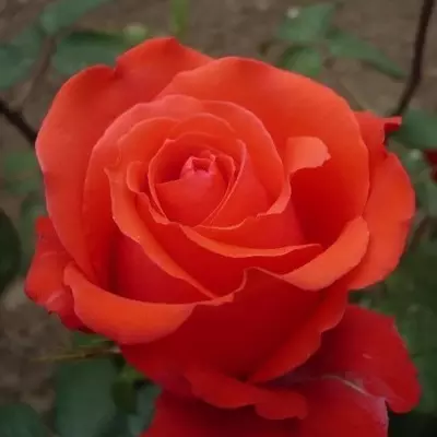 Holstein magastörzsű rózsa