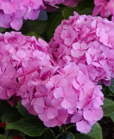 Hydrangea macrophylla - Kerti hortenzia