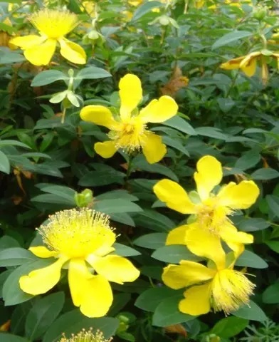 Hypericum calycinum - Örökzöld orbáncfű