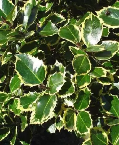 Ilex aquifolium ’Rubricaulis Aurea’ - Sárga-tarka levelű magyal