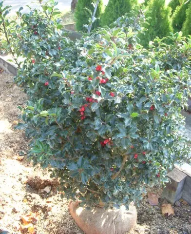 Ilex x meserveae ’Blue Princess’ - Kékeslevelű örökzöld magyal