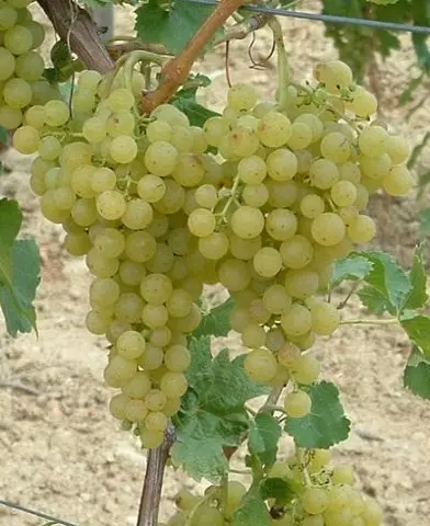 Irsai Olivér borszőlő oltvány