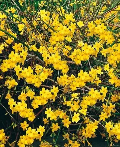 Jasminum  nudiflorum - Téli jázmin