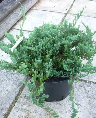 Juniperus horizontalis ’Blue Chip’ - Kék terülő boróka