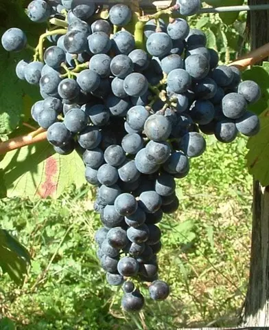Kékfrankos borszőlő oltvány