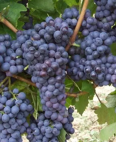 Kékoportó borszőlő oltvány