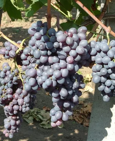 Kismis Moldavszkij magnélküli szőlő oltvány