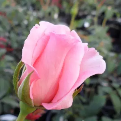 König magastörzsű rózsa