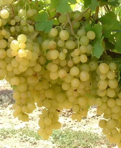 Kozma Pálné muskotály csemegeszőlő oltvány