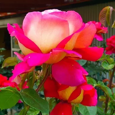 Kronenburg magastörzsű rózsa
