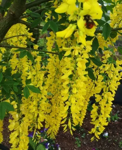 Laburnum x watereri ’Vossii’ - Hosszúfürtű aranyesőfa