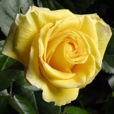 Landora magastörzsű rózsa