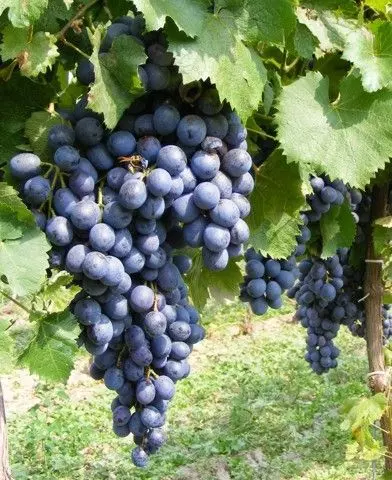 Léna (Bíró kékje) csemegeszőlő oltvány