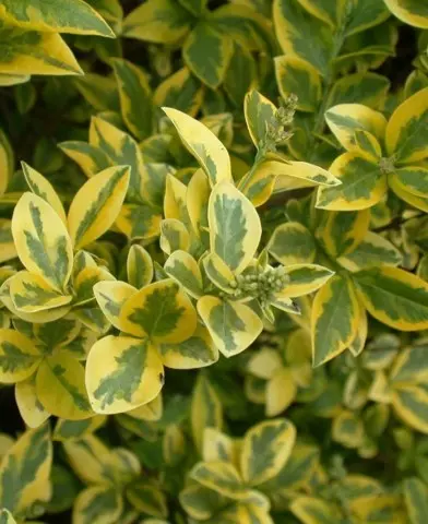 Ligustrum ovalifolium ’Aureum’ (Sárga-tarka fagyal)