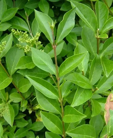 Ligustrum ovalifolium (Télizöld fagyal)