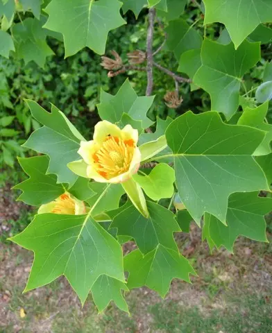 Liriodendron tulipifera - Tulipánfa