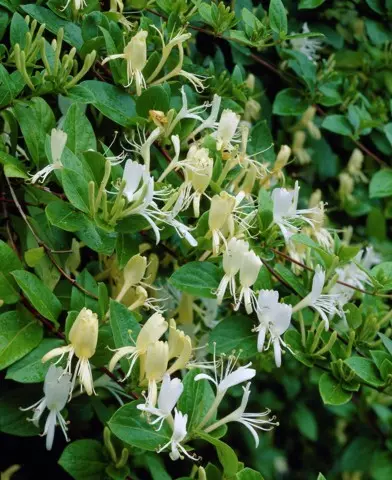 Lonicera japonica ’Halliana’ - Örökzöld Japán lonc