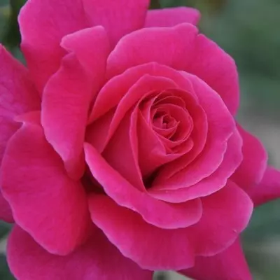 Lucia Nistler magastörzsű rózsa