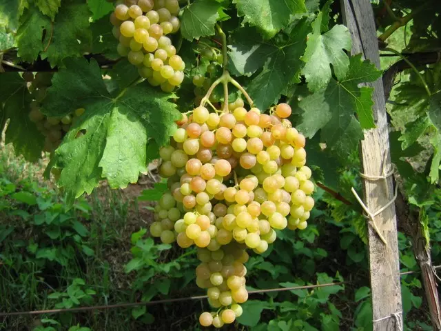 Magnélküli szőlő oltvány