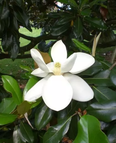 Magnolia grandiflora - Nagyvirágú örökzöld liliomfa