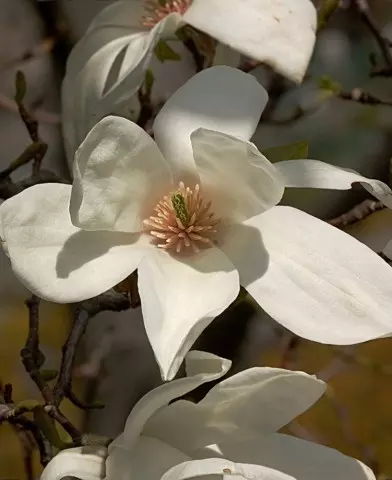 Magnolia kobus - Japán liliomfa