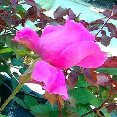 Marco magastörzsű rózsa