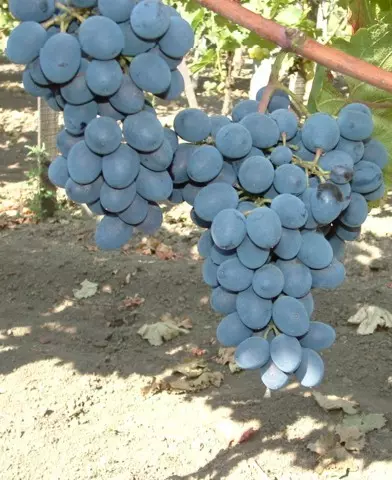 Moldova rezisztens szőlő oltvány