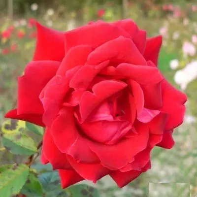 National magastörzsű rózsa