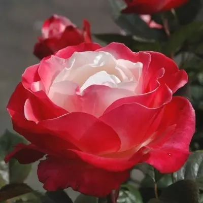 Nostalgie magastörzsű rózsa