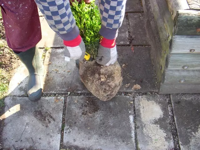 növény előkészítése