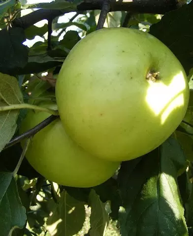 Nyári fontos almafa