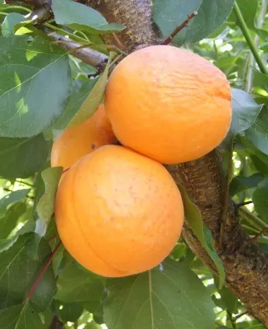 Orangered sárgabarackfa