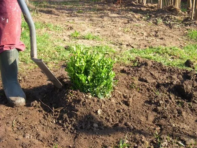 őszi ültetésnél földkupac készítése